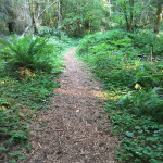 Trail on the property